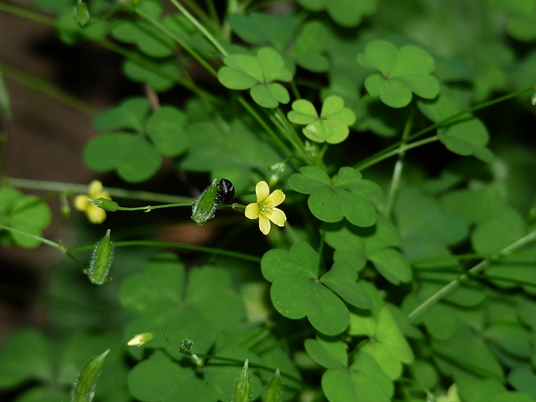 {Oxalis dillenii}